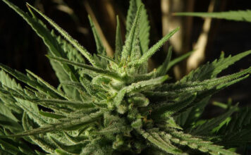 Kiedy wreszcie weźmiesz się za budowę growboxa