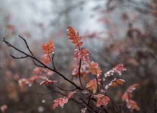 Co to znaczy ruskie złoto?