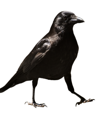 Kto płaci za zwolnienie lekarskie z umowy zlecenia?