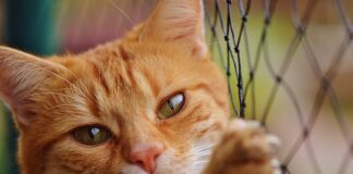 Ile jest netto na umowę zlecenie 2023?